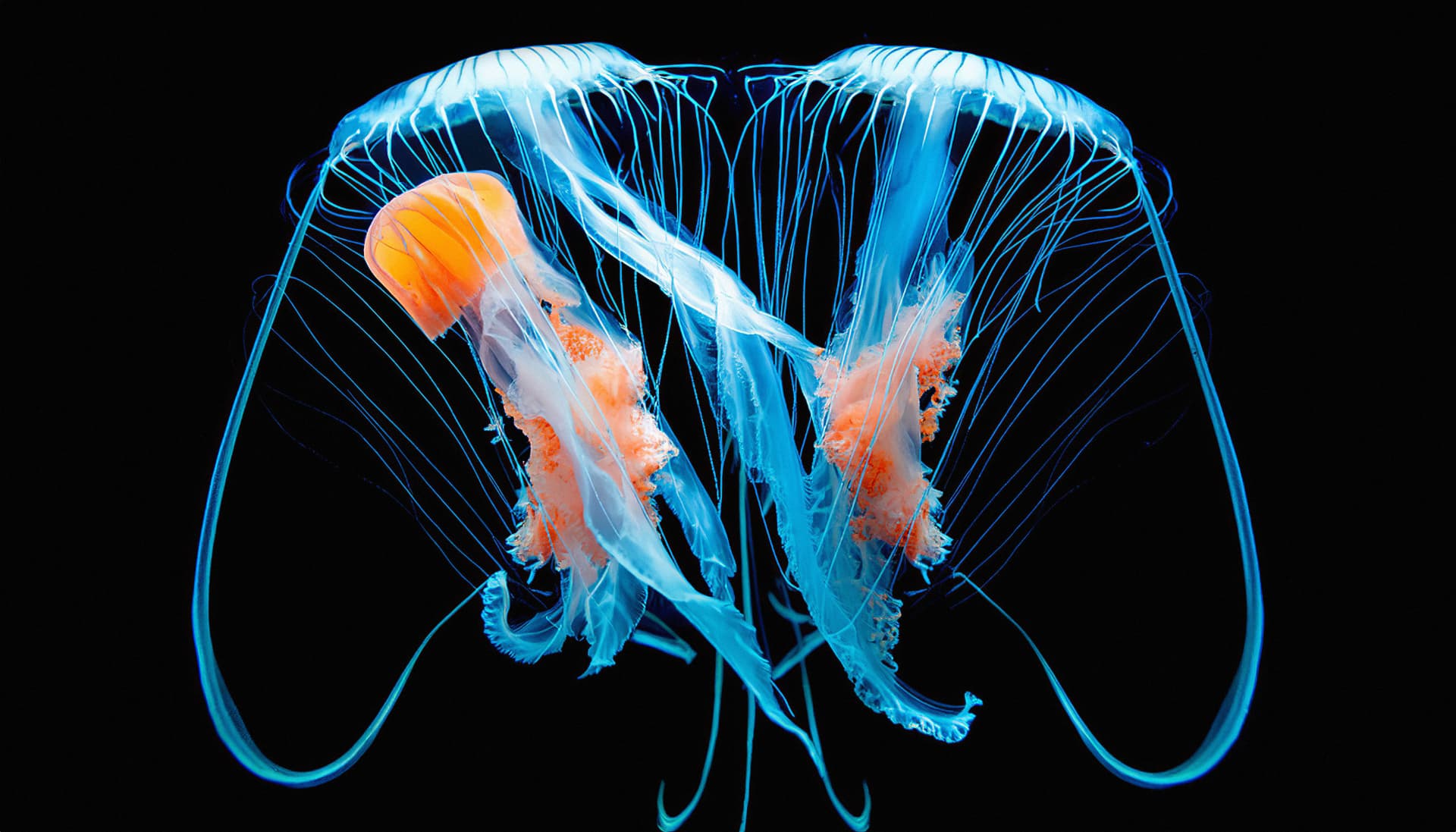 Jellyfish